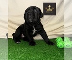 Small Photo #16  Breeder Profile in LEES SUMMIT, MO, USA