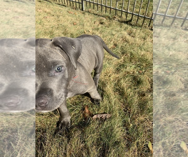 Medium Photo #11  Breeder Profile in ORANGE, NJ, USA