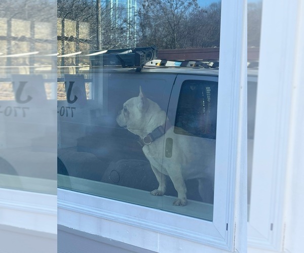 Medium Photo #33  Breeder Profile in GRIFFIN, GA, USA