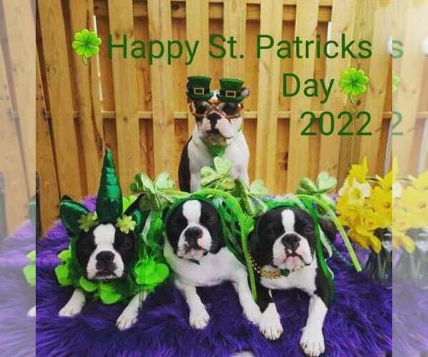 Medium Photo #1  Breeder Profile in KINGSPORT, TN, USA