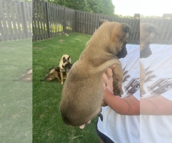 Medium Photo #20  Breeder Profile in ATHENS, AL, USA