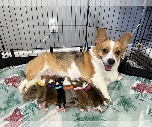 Medium Photo #1  Breeder Profile in EMPORIA, KS, USA