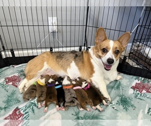 American Corgi Dog Breeder near EMPORIA, KS, USA