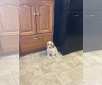 Small #1 Breeder Profile image