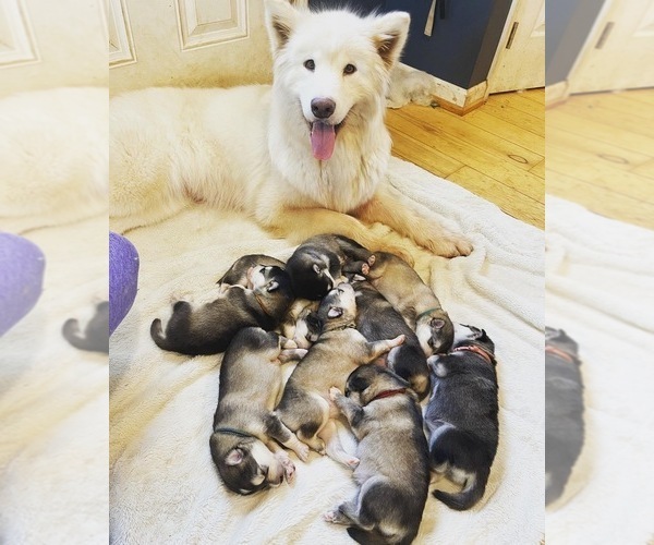 Medium Photo #26  Breeder Profile in FREDERICK, MD, USA