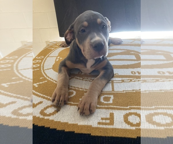 Medium Photo #1  Breeder Profile in SACRAMENTO, CA, USA
