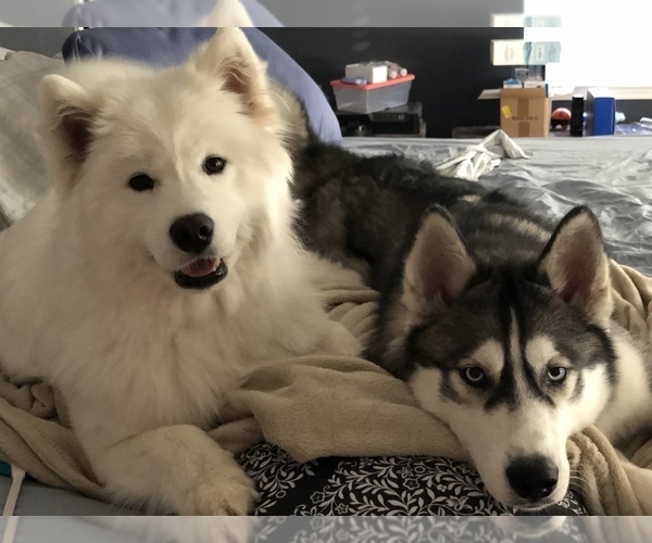 Medium Photo #1  Breeder Profile in KANSAS CITY, MO, USA