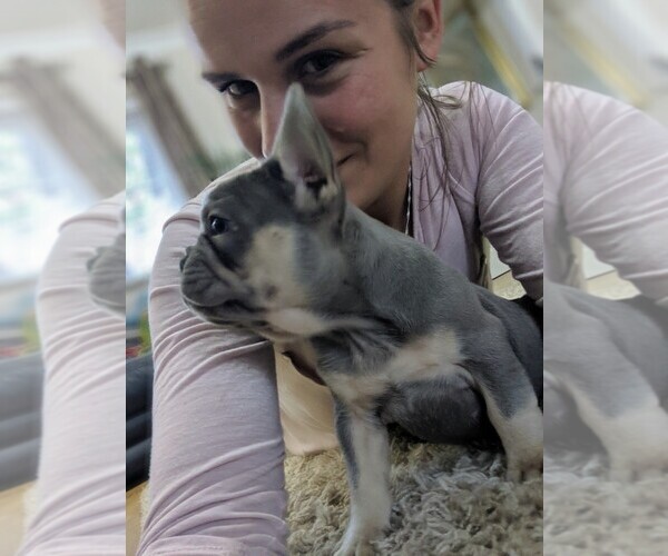 Medium Photo #1  Breeder Profile in Liverpool, Merseyside (England), United Kingdom