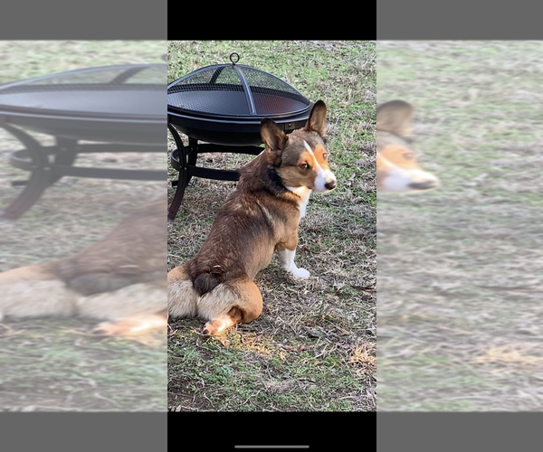 Medium Photo #39  Breeder Profile in MIDLOTHIAN, TX, USA