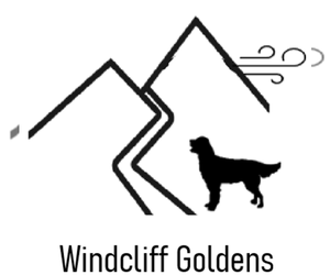 Golden Retriever Dog Breeder near LAKE CITY, MN, USA