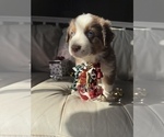 Small #33 Breeder Profile image