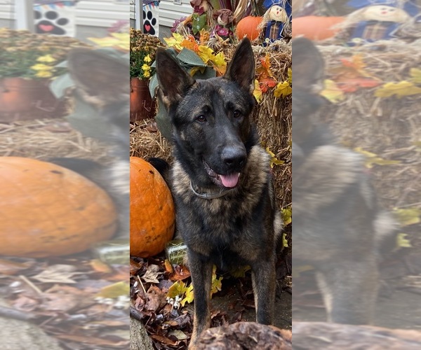 Medium Photo #1  Breeder Profile in PENNSBORO, WV, USA
