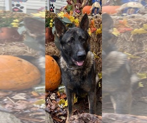 Main photo of German Shepherd Dog Dog Breeder near PENNSBORO, WV, USA