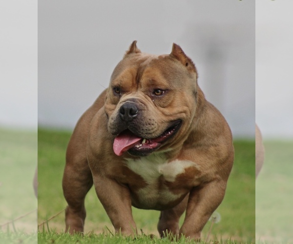 Medium Photo #1  Breeder Profile in DOWNEY, CA, USA