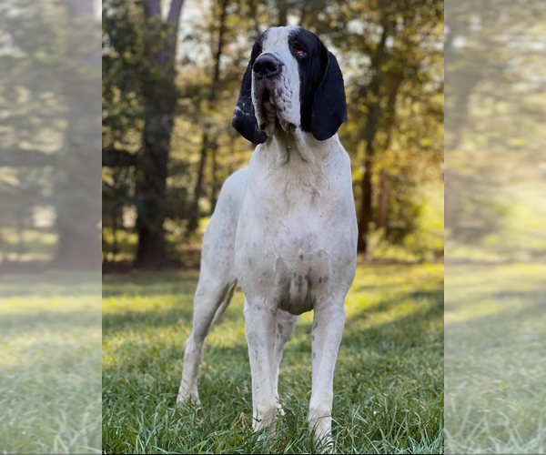 Medium Photo #2  Breeder Profile in HALLETTSVILLE, TX, USA