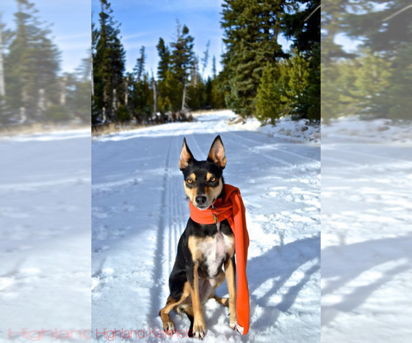 Medium Photo #8  Breeder Profile in CAMAS, WA, USA