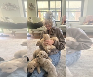 Goldendoodle Dog Breeder near BLANCHESTER, OH, USA