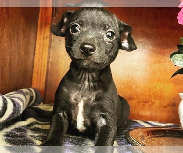 Medium Photo #19  Breeder Profile in WHITAKERS, NC, USA