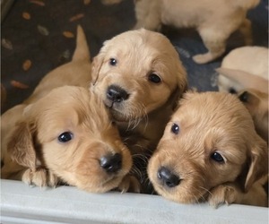 Golden Retriever Dog Breeder near HAMMONTON, NJ, USA
