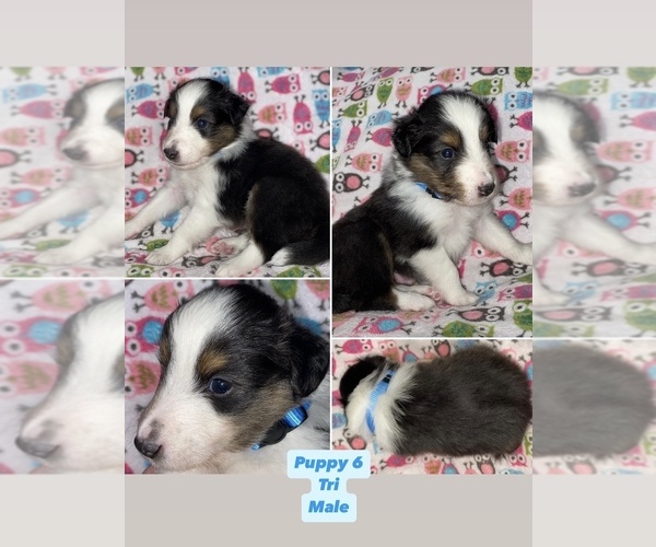 Medium Photo #7  Breeder Profile in ALBANY, OR, USA