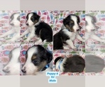 Small #6 Breeder Profile image