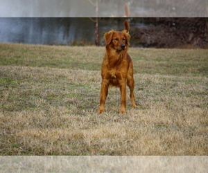 Golden Retriever Dog Breeder in NASHVILLE,  USA