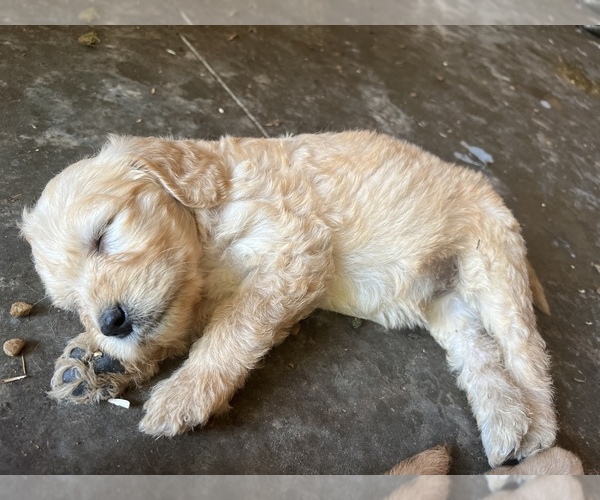 Medium Photo #1  Breeder Profile in HEDRICK, IA, USA