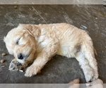 Small breeder photo