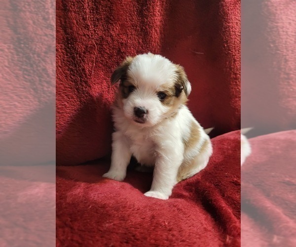Medium Photo #90  Breeder Profile in AKRON, OH, USA