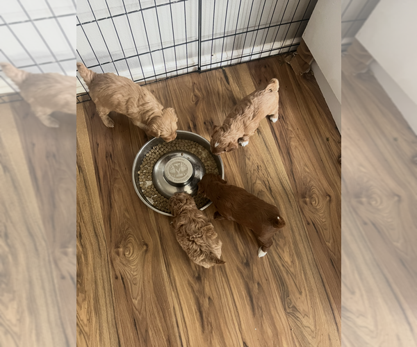 Medium Photo #20  Breeder Profile in NEPHI, UT, USA