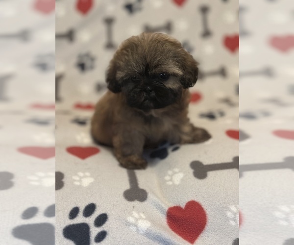 Medium Photo #7  Breeder Profile in LITHONIA, GA, USA