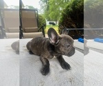 Small #13 Breeder Profile image