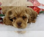 Small #33 Breeder Profile image