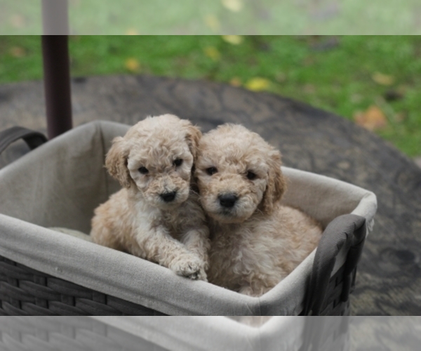 Medium Photo #1  Breeder Profile in CITRUS HEIGHTS, CA, USA