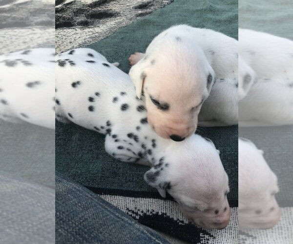 Medium Photo #9  Breeder Profile in CHARLOTTE, NC, USA