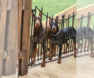 Doberman Pinscher Dog Breeder in SOMERSET,  USA