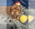 Small breeder photo
