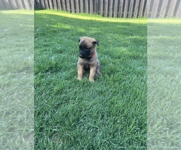 Medium Photo #9  Breeder Profile in ATHENS, AL, USA