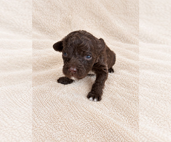 Medium Photo #9  Breeder Profile in WYLIE, TX, USA