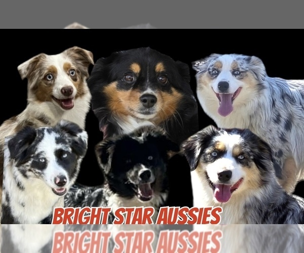 Medium Photo #1  Breeder Profile in TERRELL, TX, USA