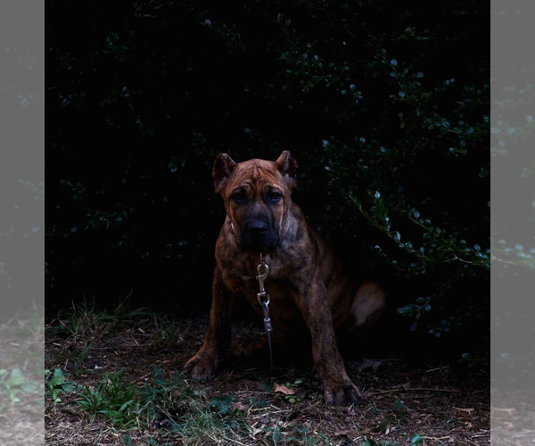 Medium Photo #1  Breeder Profile in MURFREESBORO, TN, USA