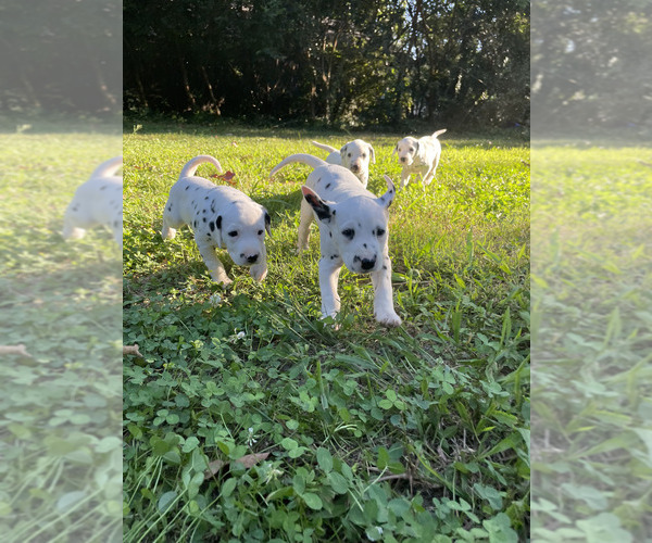 Medium Photo #7  Breeder Profile in CHARLOTTE, NC, USA