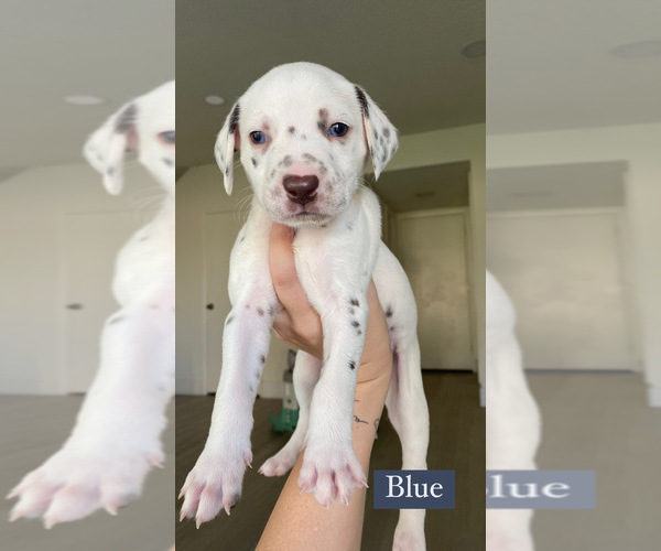 Medium Photo #1  Breeder Profile in RANCHO CUCAMONGA, CA, USA