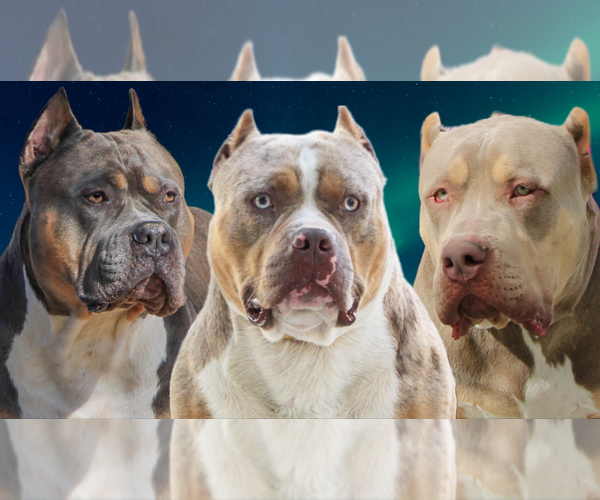 Medium Photo #2  Breeder Profile in JOHNS ISLAND, SC, USA