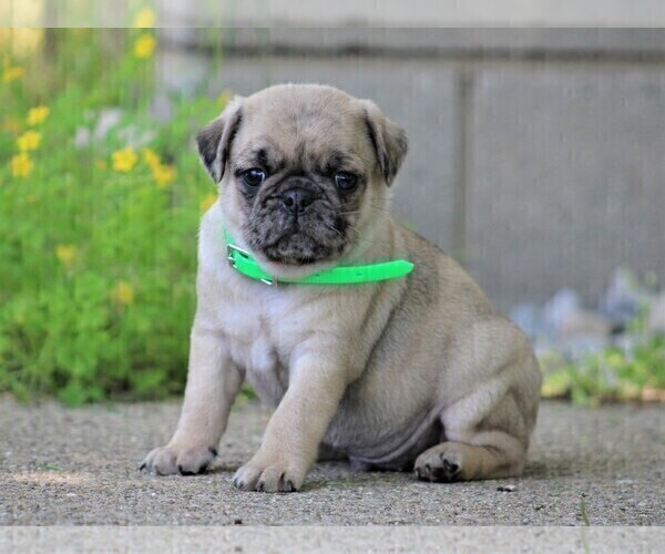 Medium Photo #2  Breeder Profile in LIBERTY, KY, USA