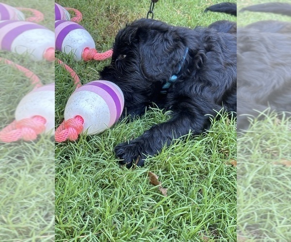 Medium Photo #10  Breeder Profile in GAINESVILLE, GA, USA