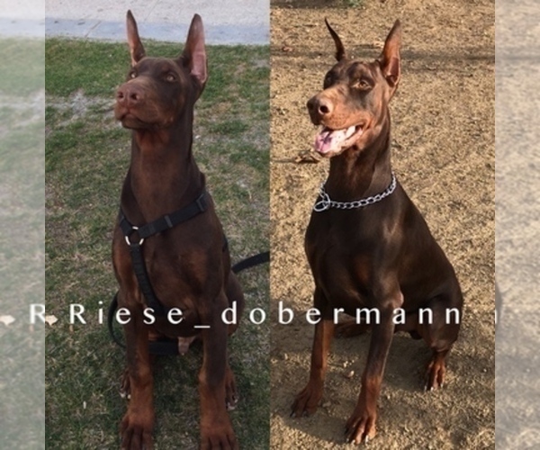 Medium Photo #1  Breeder Profile in MURRIETA, CA, USA