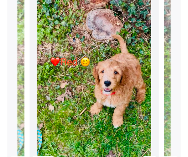 Medium Photo #4  Breeder Profile in CLEVELAND, OH, USA