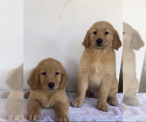 Medium Photo #3  Breeder Profile in SAN BERNARDINO, CA, USA