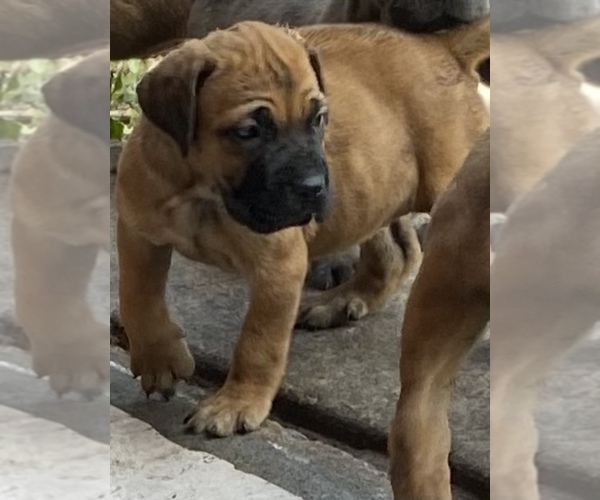 Medium Photo #1  Breeder Profile in ORLANDO, FL, USA